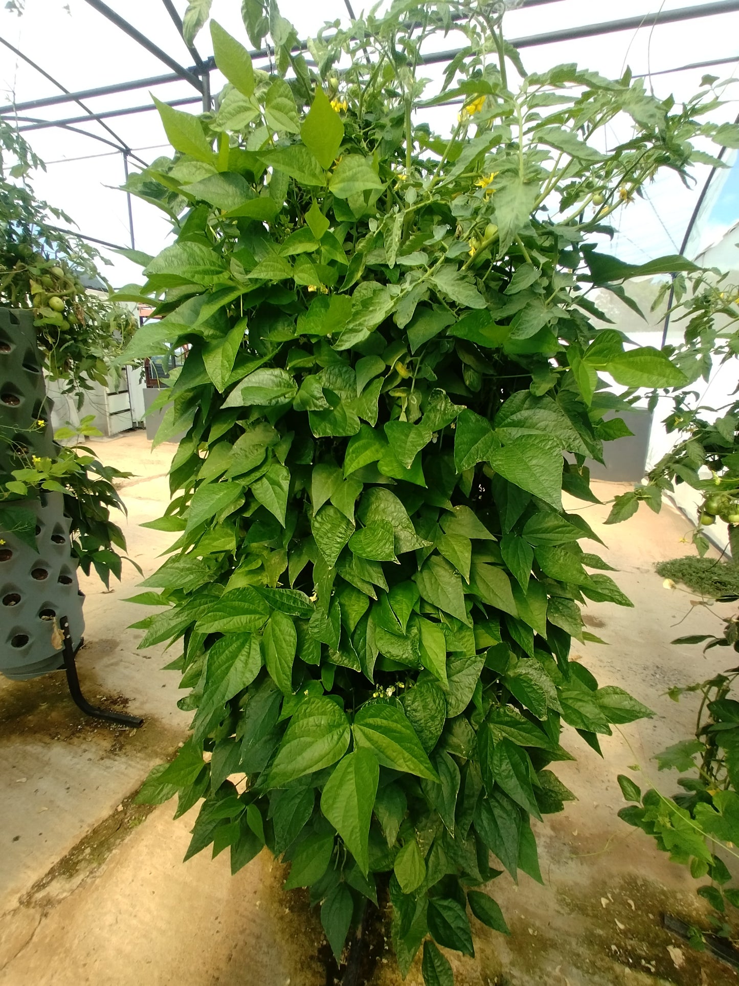 GeoTower Vertical Grower planter System 66 Hole With Growing Medium and Slow Release Fertilizer