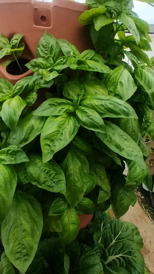 GeoTower Vertical Grower planter System 66 Hole With Growing Medium and Slow Release Fertilizer